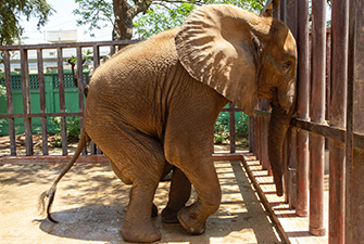 Animal-Assisted Therapy: A Rescue’s Journey from Suffering to Healing Others