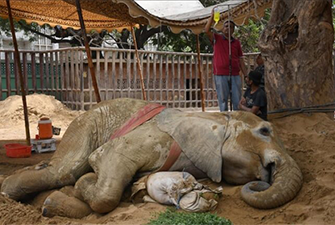 Animal-Assisted Therapy: A Rescue’s Journey from Suffering to Healing Others