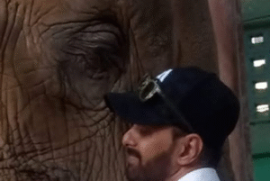 Healing Through Animal Therapy