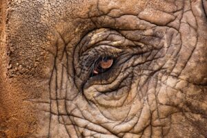 Disaster Response & Animal Relief