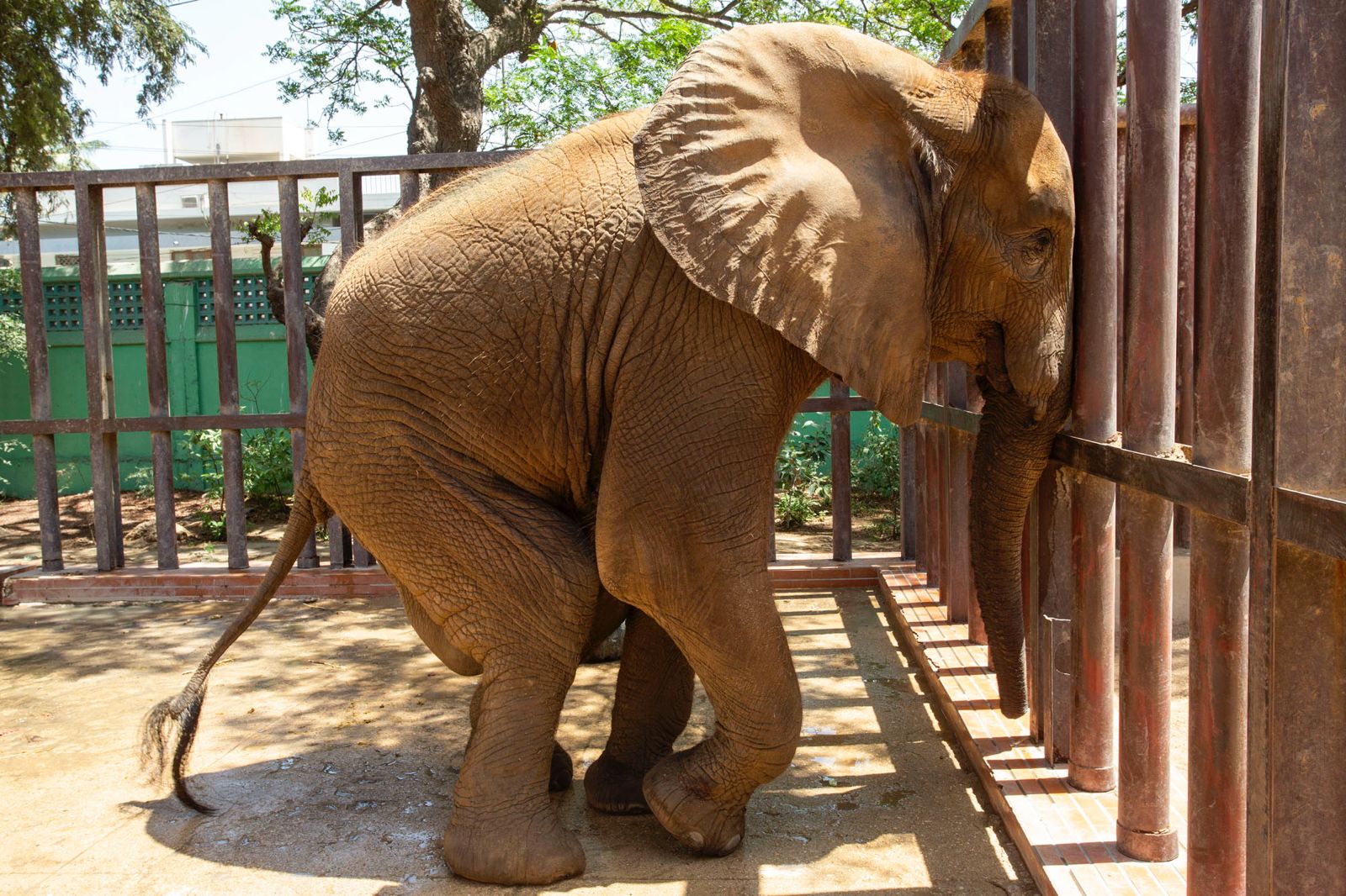 Animal Rescue & Rehabilitation