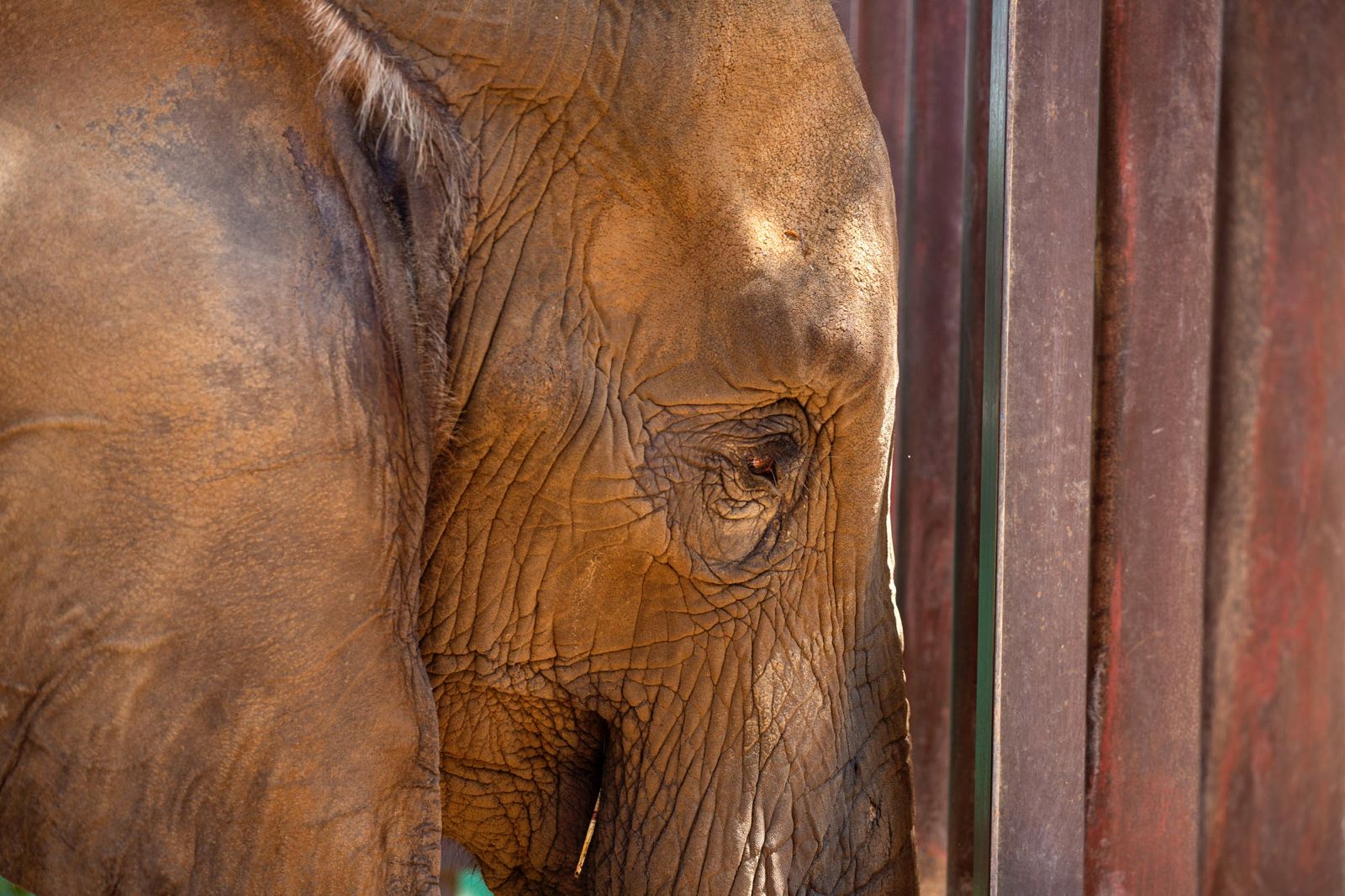 The Elephant Who Spoke Without Words